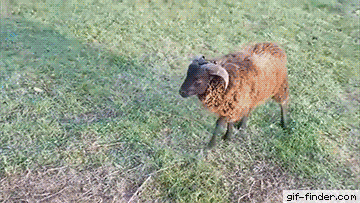 Fioletowy ram.