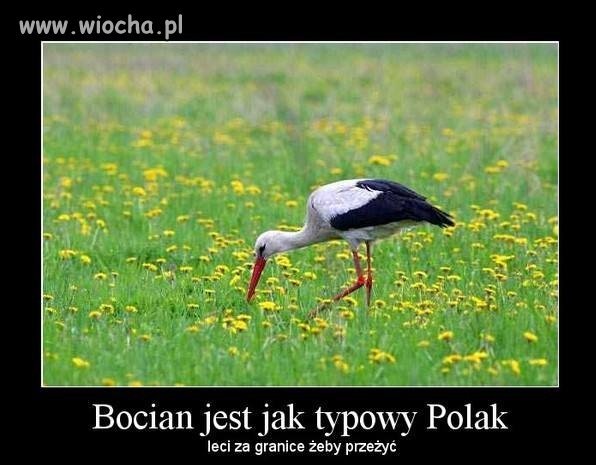Polak