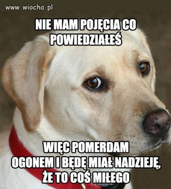Kto nasrał na dywan?!