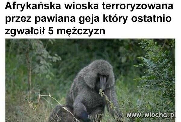 POTĘŻNY PAWIAN