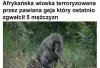 POTĘŻNY PAWIAN
