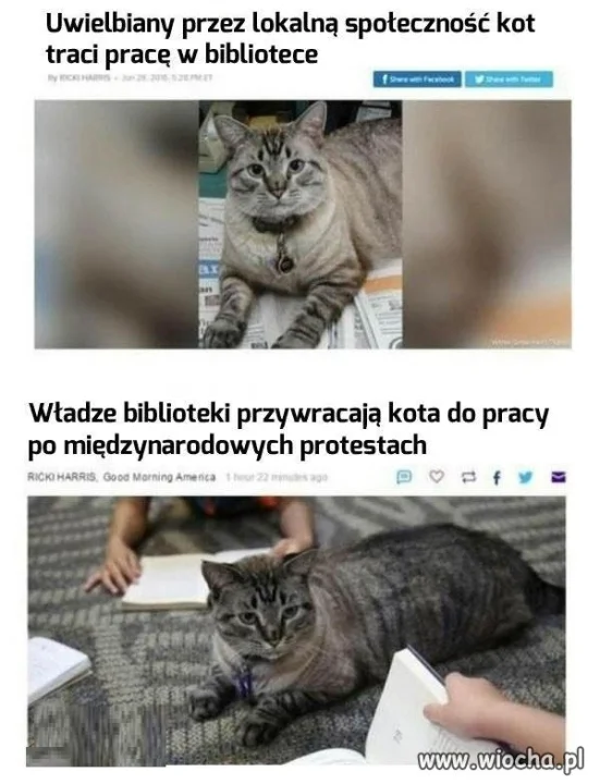 Biblioteczny kitku