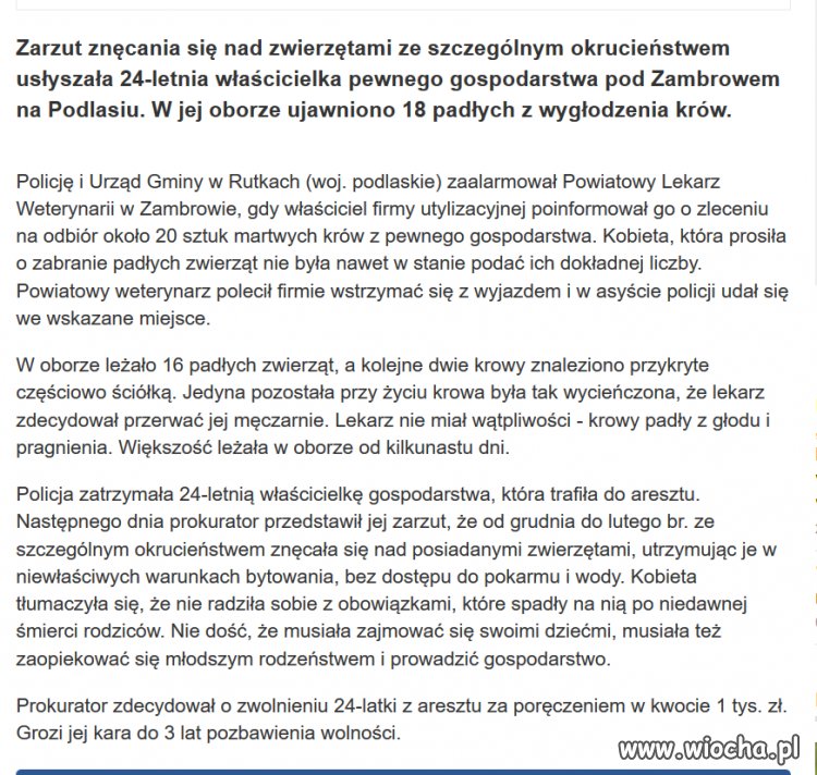 Zapomniała nakarmić 16 krów