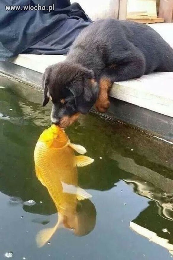 Kiss.