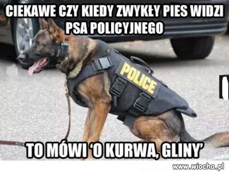 Ciekawe