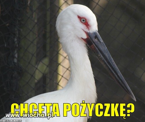 Z cyklu