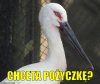 Z cyklu