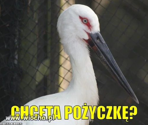 Z cyklu
