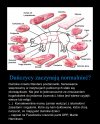Stołówki z obowiązkową wieprzowiną