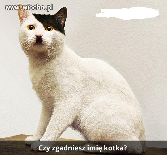 Kotek