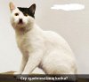 Kotek