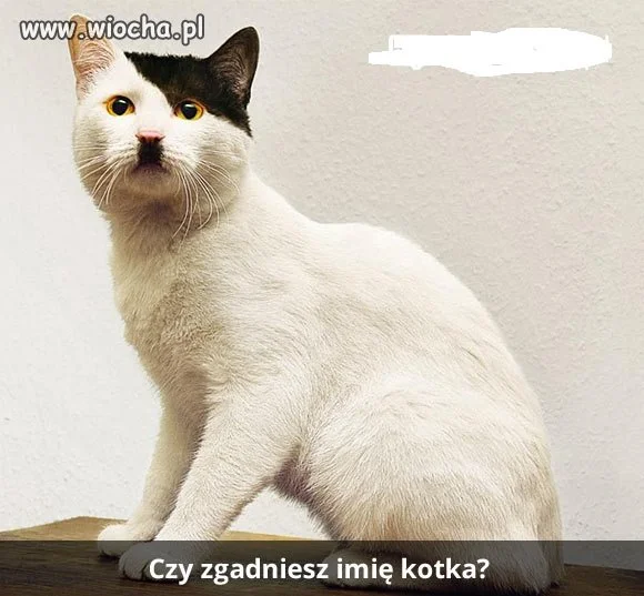 Kotek