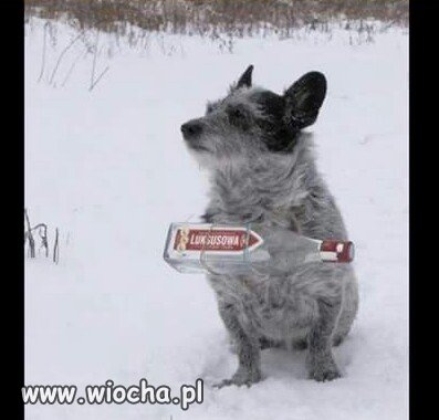Prawie jak bernardyn.