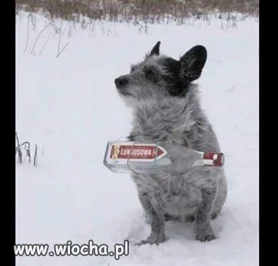 Prawie jak bernardyn.