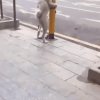 Na pylonie ...