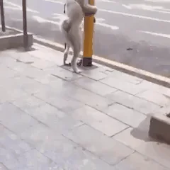 Na pylonie ...