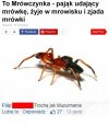 Mrówka Muzułmanka