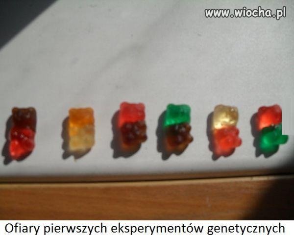 Biedne miśki