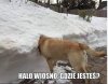 Wiosna 