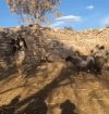Chuligan Barana.