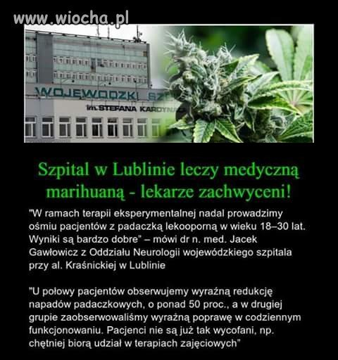 Lecznicza marihuana zbiera pierwsze pochwały  