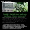 Lecznicza marihuana zbiera pierwsze pochwały  