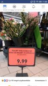 Palmy