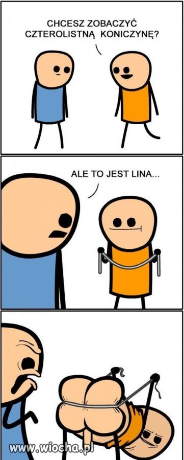 Koniczyna