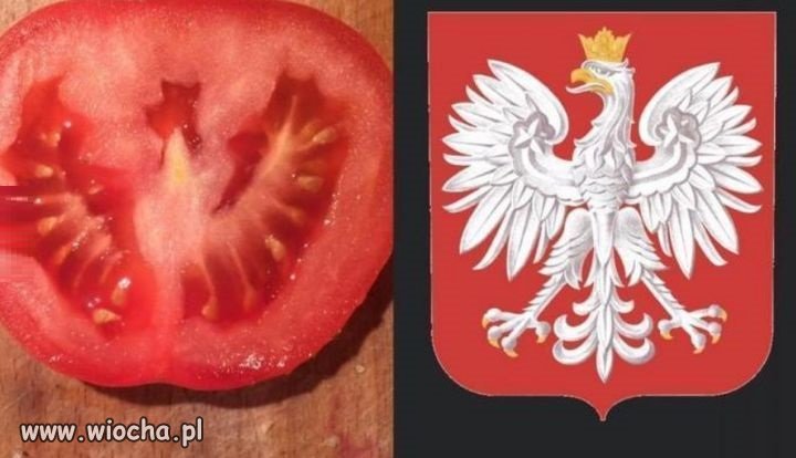Pomidor patriotyczny