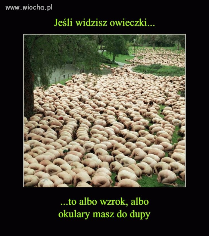 Owieczki