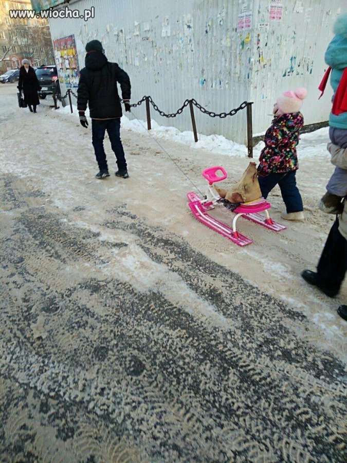 Dzieci mają przynieść do przedszkola zwierzątko