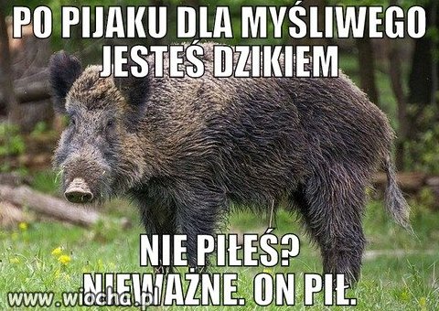 Wchodząc do lasu