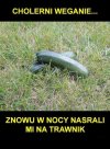 Źli weganie