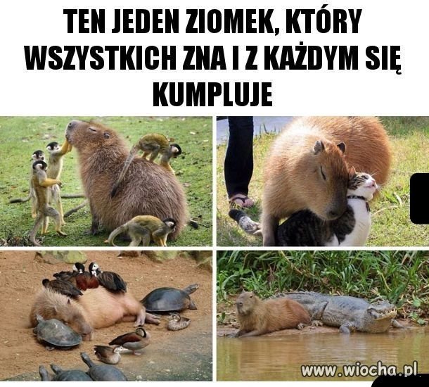 Przyjaciel...