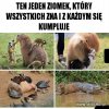 Przyjaciel...
