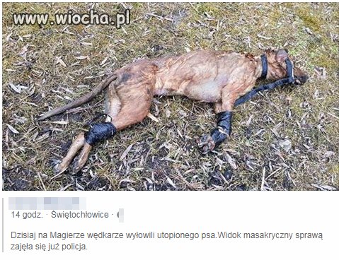 Ktoś chce