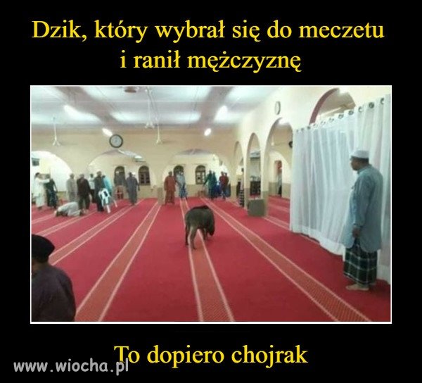 Brawo dzik. Niezły kozak