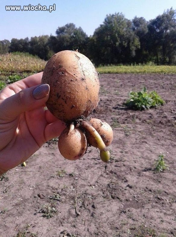 Z ogrodu.