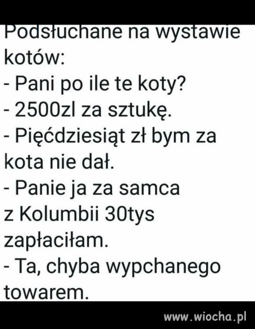 Wystawa kotów