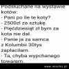Wystawa kotów
