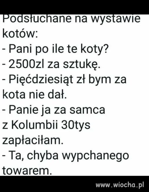 Wystawa kotów