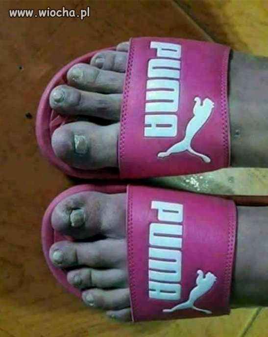 Co Puma to Puma