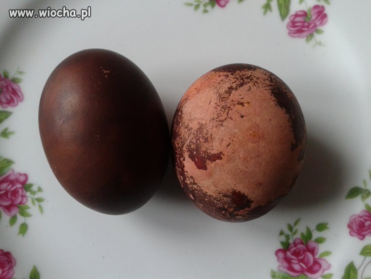 Z Biedroneczki są w kropeczki a od kury nie