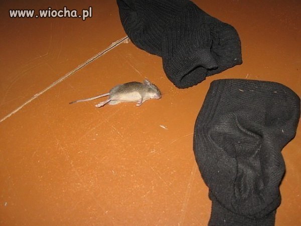 Broń biologiczna na myszy