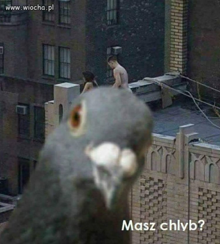 Masz chlyb? 