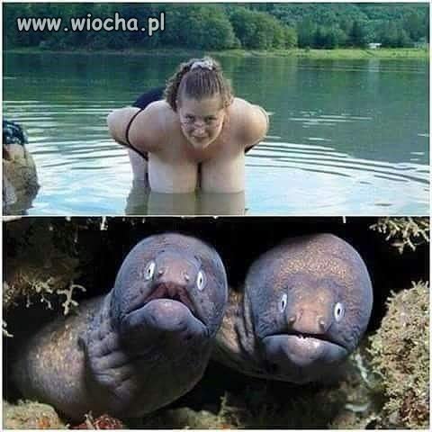 Te dwa balony wyglądają jak ryby z nory
