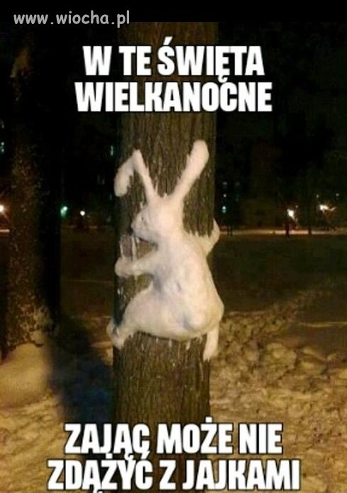 Biedny zajączek