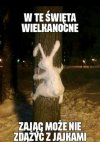 Biedny zajączek