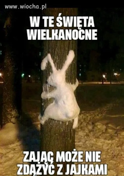 Biedny zajączek