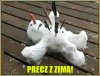 Precz z zimą